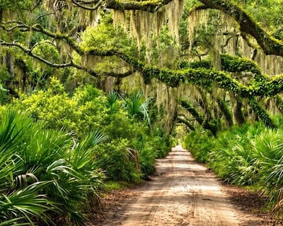Fernandina Beach Timucuan Trail E-Bike Rental