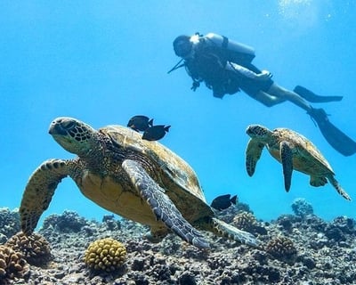 Guided Shore Scuba Dive In Honolulu