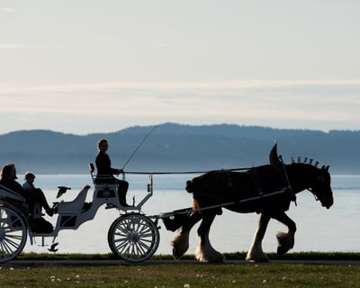 Victoria Salish Sea Horse-Drawn Carriage Ride
