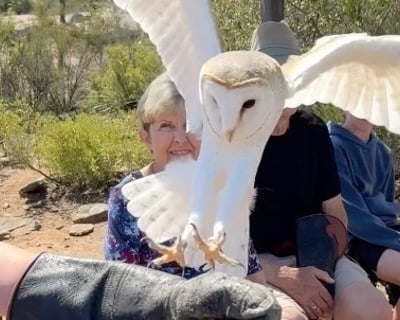 Escondido 2.5-Hour Hands-On Owl Experience