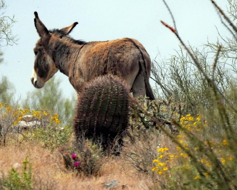 Lake Pleasant Narrated History & Wildlife Cruise