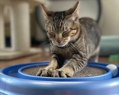 50-Minute Cat Lounge Visit in Bend