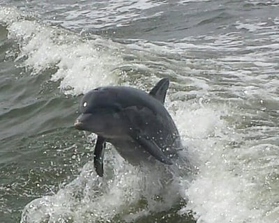 Old Florida Guided Boat Tour of Canaveral National Seashore