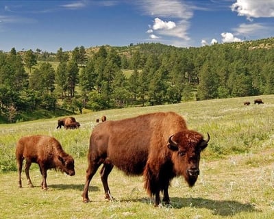 Rapid City Jeep Tour: Buffalo Safari & Fossils