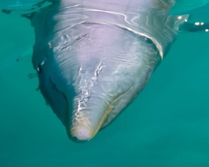 Family Animal Swim Experience with Certified Trainers