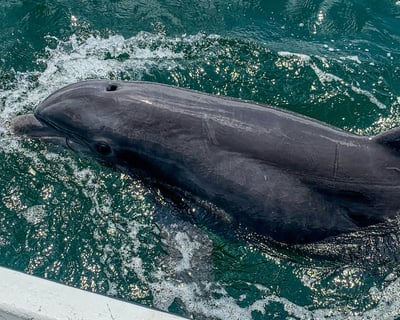 2-Hour Dolphin Cruise in Gulf Breeze