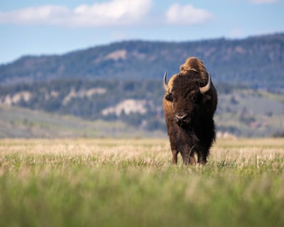 Explore Grand Teton Sunrise Private Safari