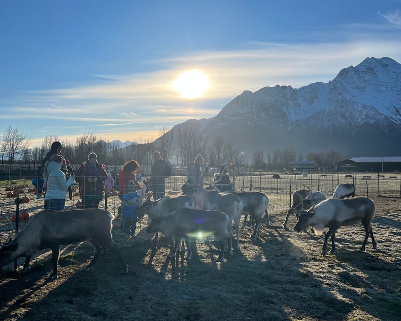 Guided Reindeer Farm Tour in Palmer