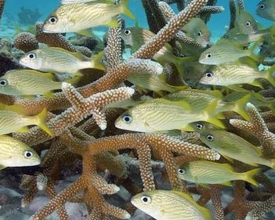 Miami Fish Identification Specialty Course