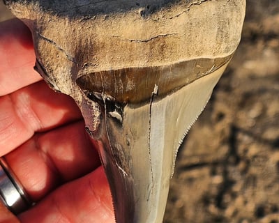 Swamp Buggy Megalodon Fossil Dig in Arcadia