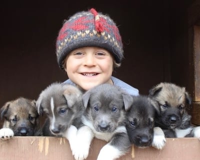 Sled Dog Musher Presentation & Puppy Experience in Girdwood