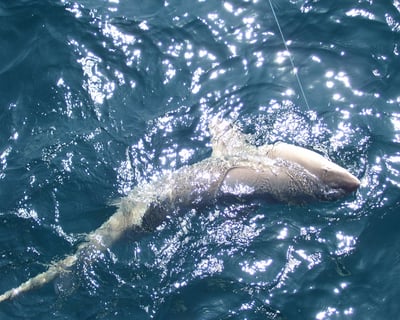 Night Shark Fishing Trip in North Myrtle Beach