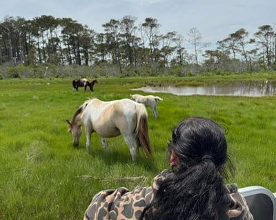 Chincoteague Wild Pony Boat Tour