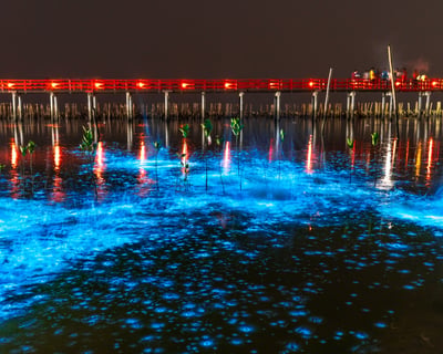 Cocoa Beach Bioluminescence Cruise