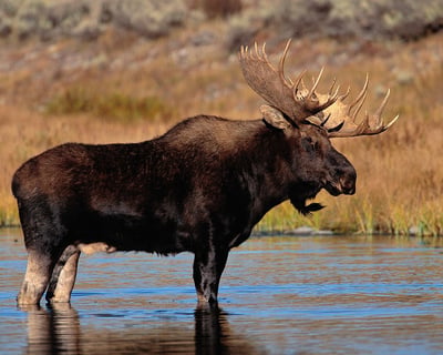 3-Hour Moose & Wildlife Tour in Bingham