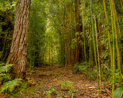 Guided Upcountry Forest Hike In Maui