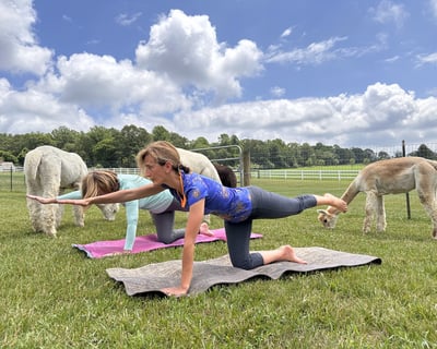 Alpaca Yoga Class in Peapack