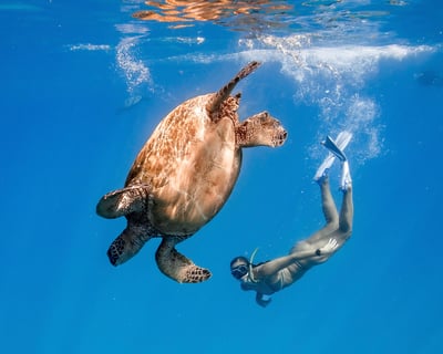 Turtle Canyon Snorkel Tour from Waikiki