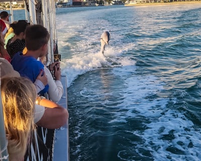 Spot Dolphins on an Intracoastal Cruise in Gulfport