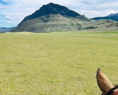 2-Hour Horseback Tour Near Yellowstone National Park