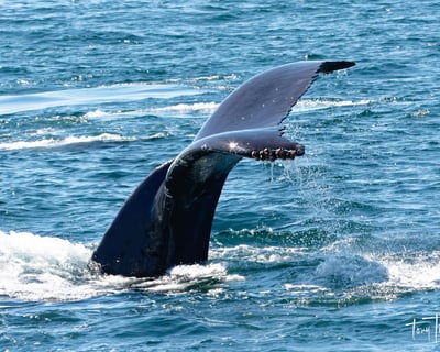 Narrated 3Hr Monterey Whale Watching Cruise