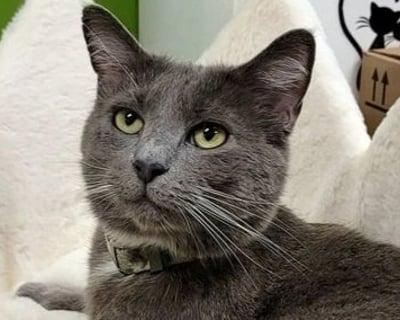 1-Hour Cat Lounge Visit in Fairfax