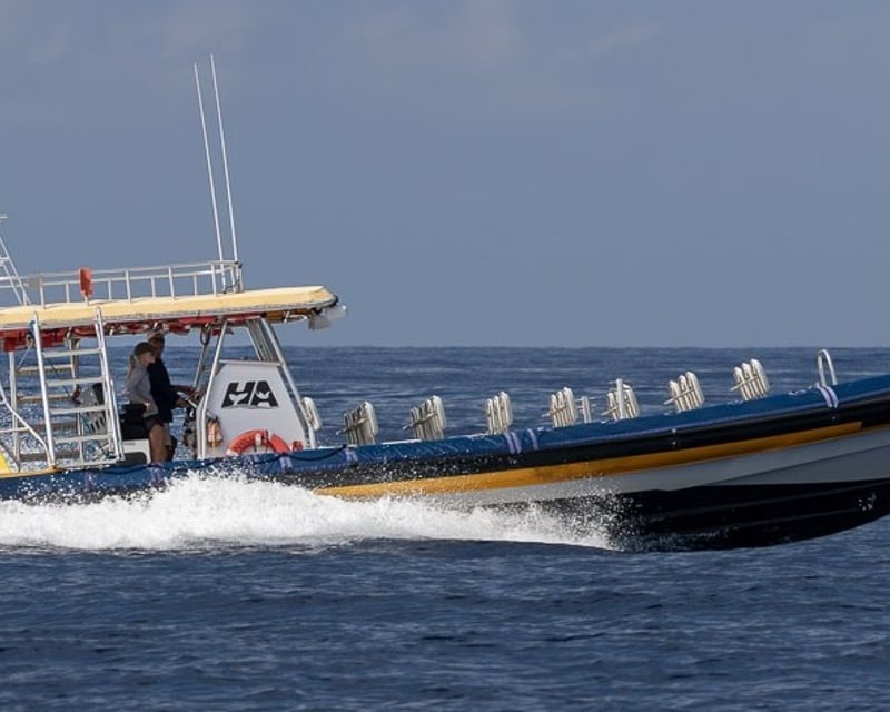 Kailua-Kona Whale Watching Cruise