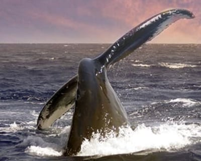 Waianae Sunset Whale Watching Cruise