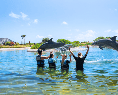 Dolphin Encounter at Sea Life Park Hawaii
