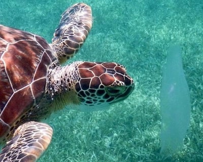 Culebra Sea Turtle Snorkeling Tour