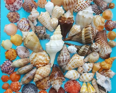 4-Hour Naples Shelling Tour