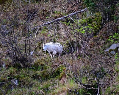 Kenai Fjords National Park 6-Hour Tour