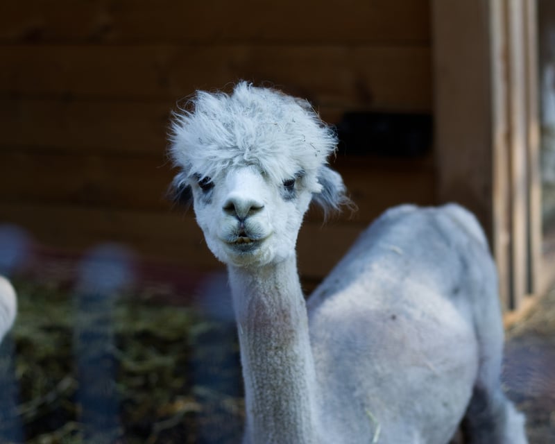 Hands-On Alpaca Farm Encounter in Averill Park