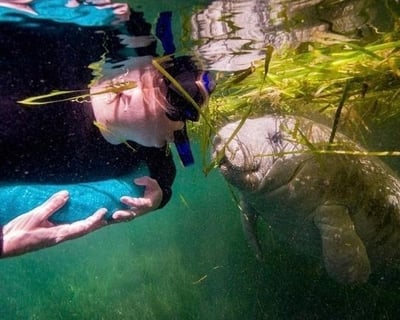 Private Manatee Snorkel Tour in Crystal River