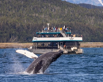 Whale Watching Cruise in Juneau