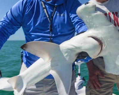 Fort Myers 4-Hour Shark Fishing Charter