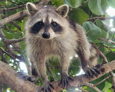 Paddleboard & Kayak Tour To Raccoon Island In Miami
