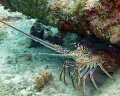 Miami Lobster Mini Season Scuba Dive