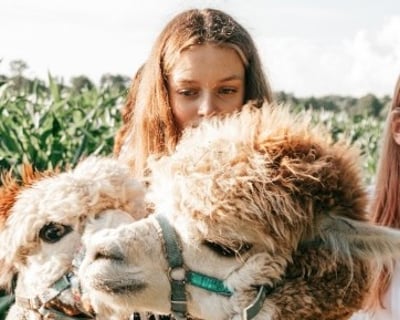 Guided Alpaca Ranch Tour in Wisconsin Dells