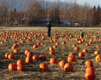 Palmer Fall Family Fun Event