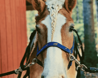 Private Horseback Riding Lesson in Snellville