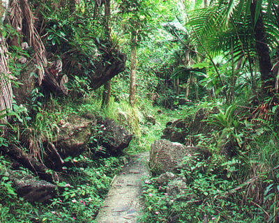Guided River Swim Tour of El Yunque National Forest