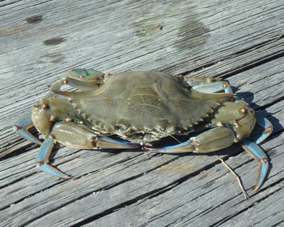 Blue Crab Cooking Class in Hilton Head