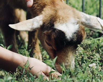 Petting Zoo in Buellton