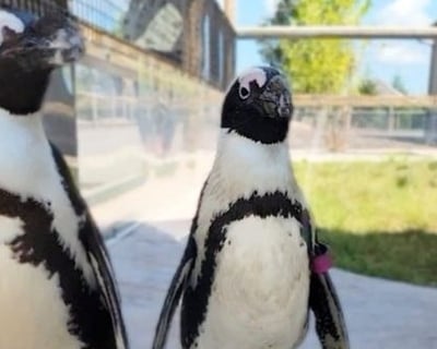 Feed African Penguins With a Keeper
