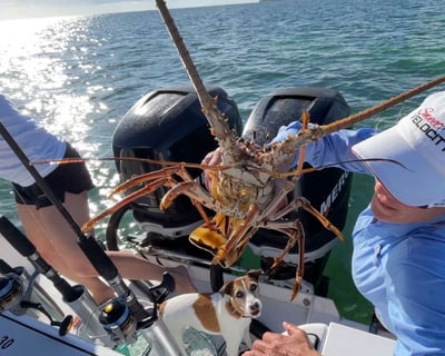 Catch Lobsters While Snorkeling in Key West