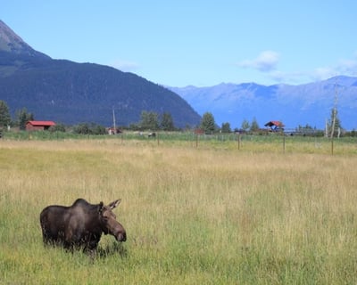 Anchorage Train Tour to Alaska Wildlife Conservation Center