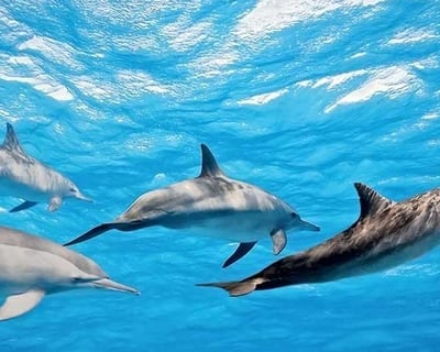 4.5-Hour Snorkel Charter in Kaanapali