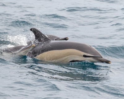 Explore Pelagic Wildlife on a 13-Hour Cruise in Virginia Beach