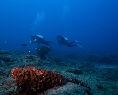 Double Shore Dive: Twilight to Night at Koloa Landing